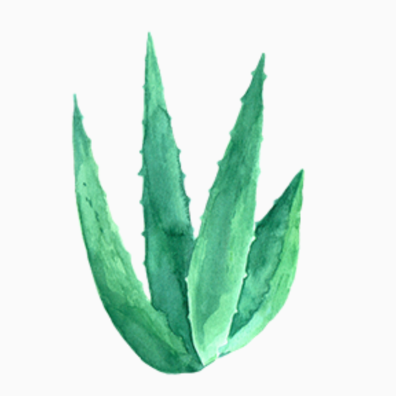Aloe Vera 